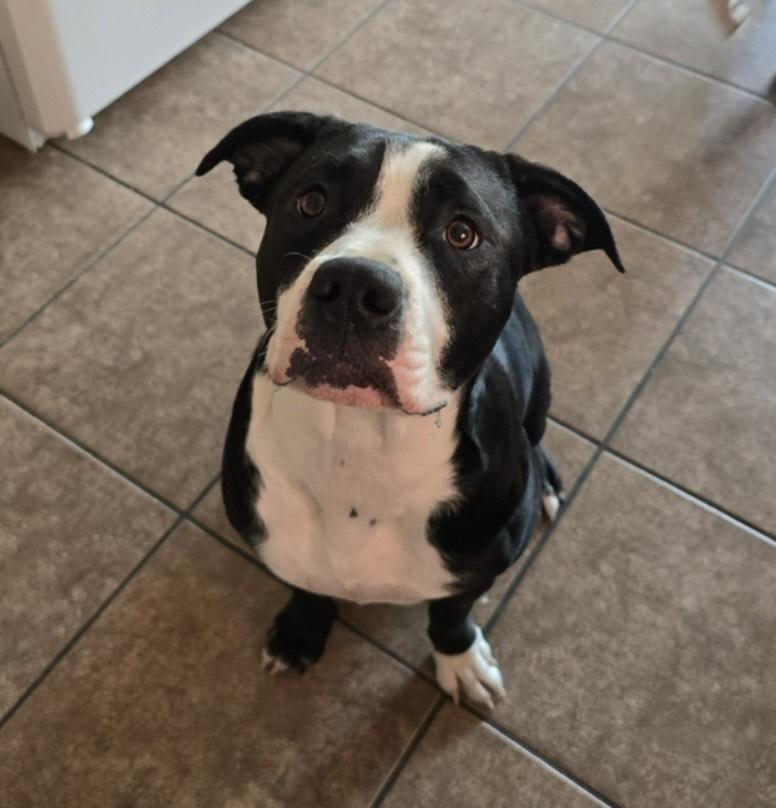 Columbia’s sweetest pups ready for new homes