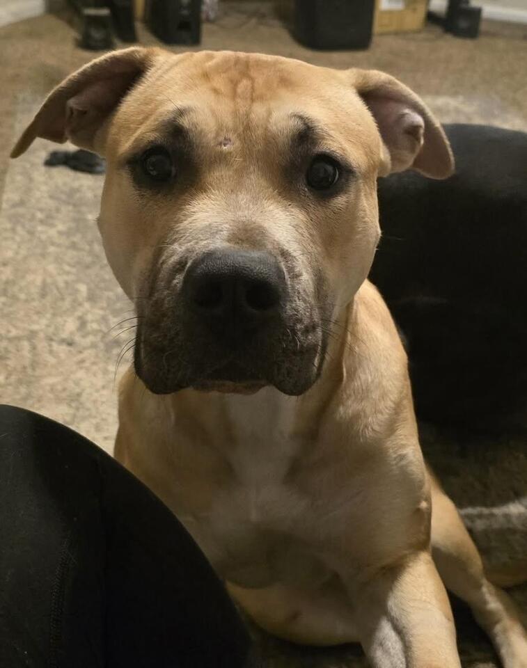 Columbia’s sweetest pups ready for new homes