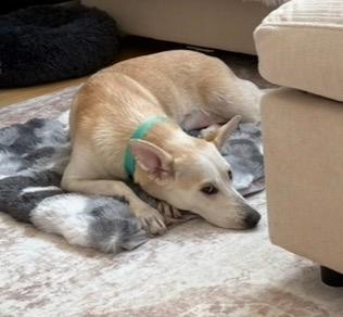 Meet Denver’s most lovable adoptable dogs