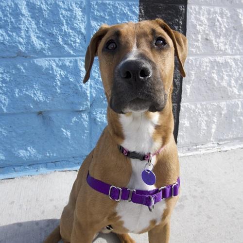 Meet Denver’s most lovable adoptable dogs