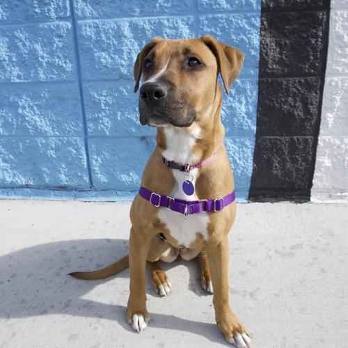 Meet Denver’s most lovable adoptable dogs