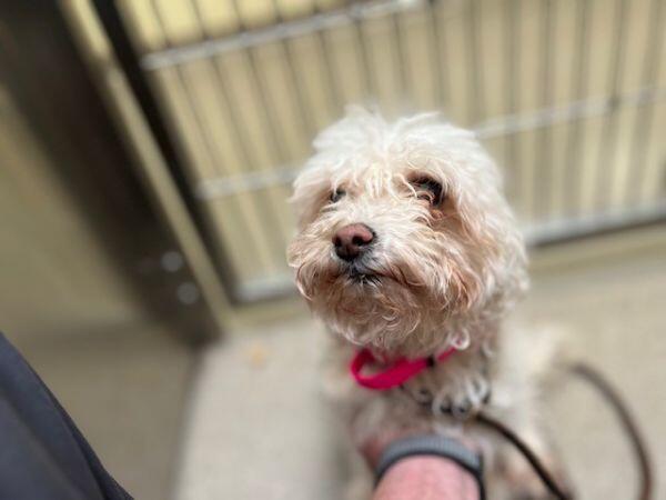 Meet Denver’s most lovable adoptable dogs