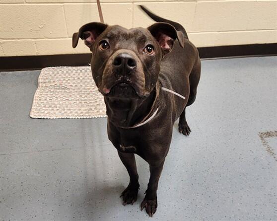 Meet Denver’s most lovable adoptable dogs