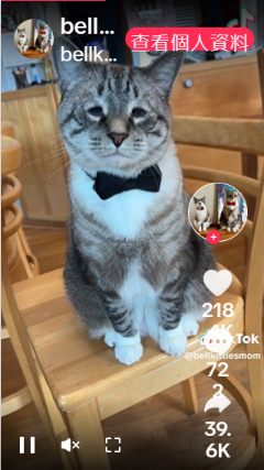 This Cat Is Basically Toby From The Office