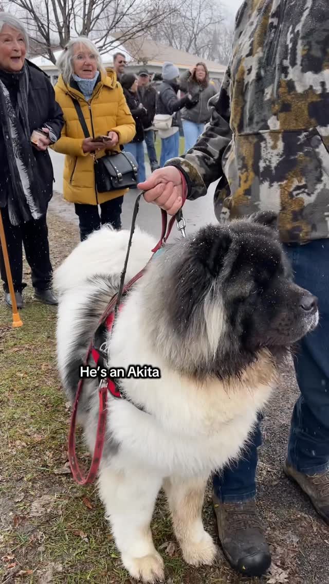 This Akita Stole the Christmas Market Show