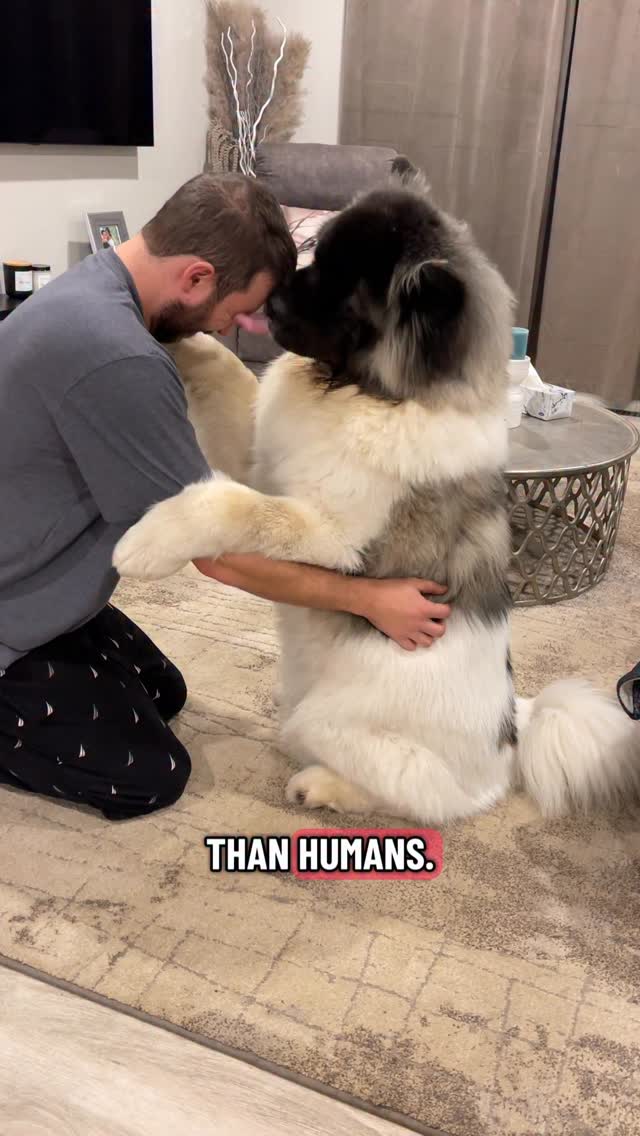 This Akita Stole the Christmas Market Show