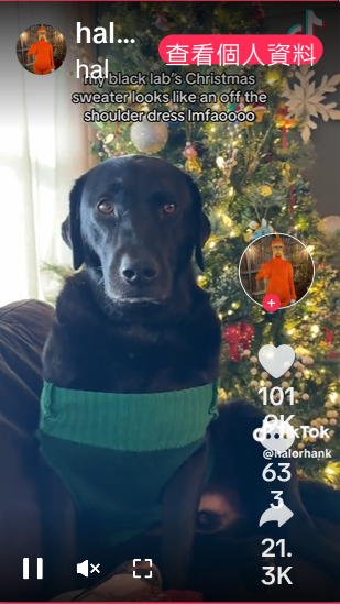 This Lab’s Christmas Sweater Is a Whole Mood