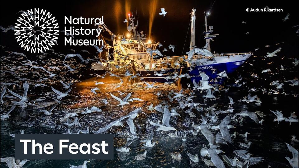 Seabird Drama: Are Fishing Nets to Blame? 🐦