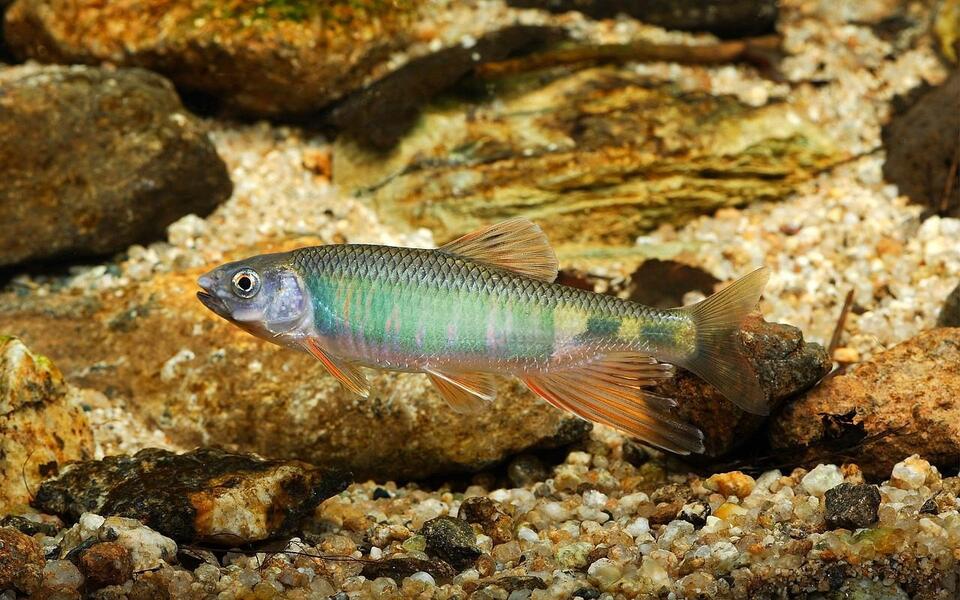 Feeling Lighter? These 4 Zodiac Signs Will!