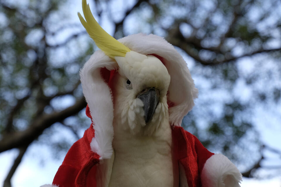 Cockatoo’s Hilarious Christmas 'Nope!'