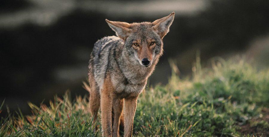 Coyote encounter shakes up Washington County
