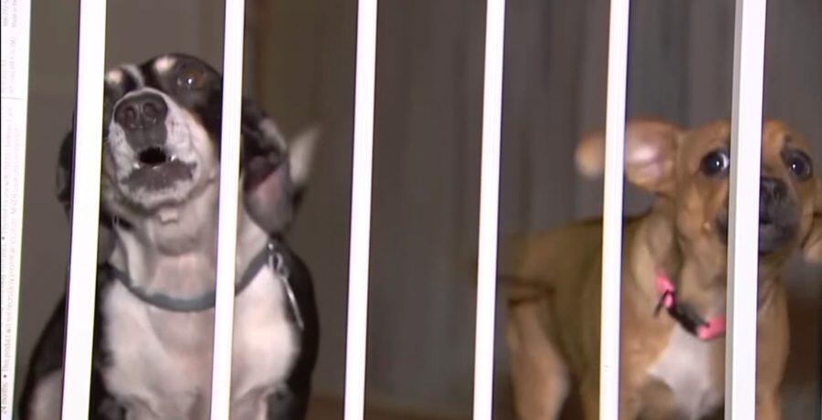 Coyote encounter shakes up Washington County