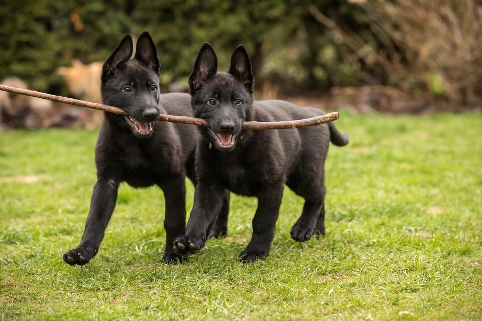 German Shepherd Pups’ Kitchen Dash Is Everything
