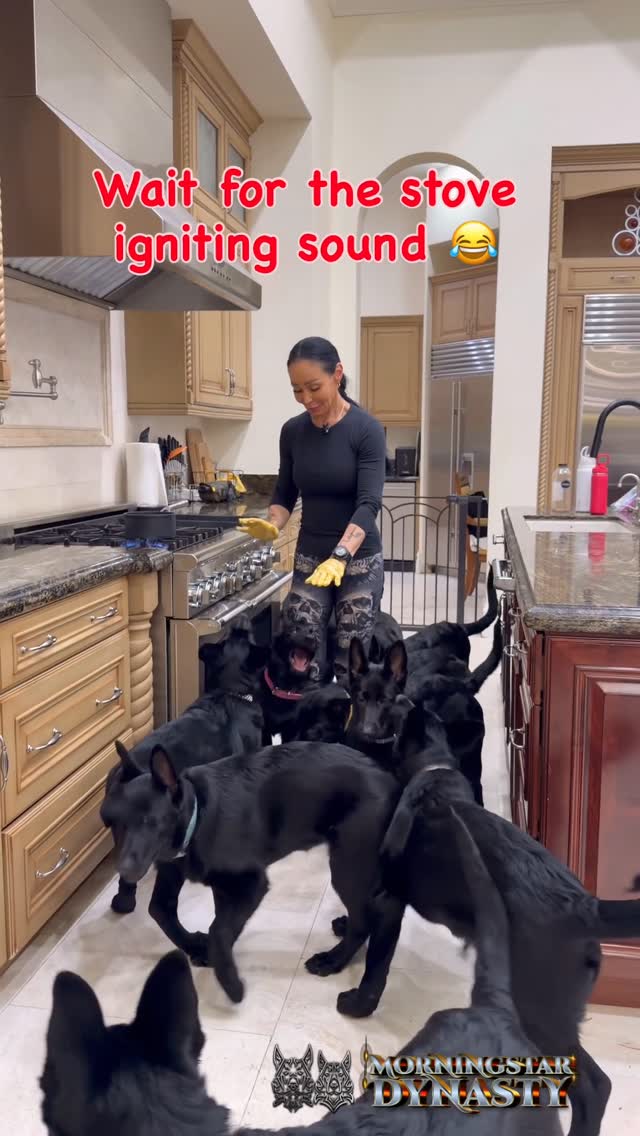 German Shepherd Pups’ Kitchen Dash Is Everything
