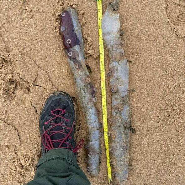 Massive deep-sea octopus stuns Aberdeenshire