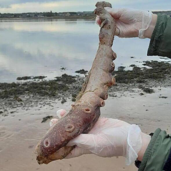Massive deep-sea octopus stuns Aberdeenshire