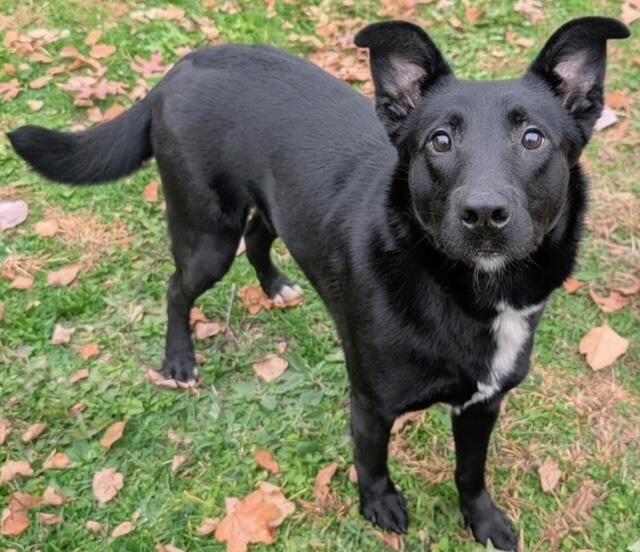 Akron’s River is ready for a forever home