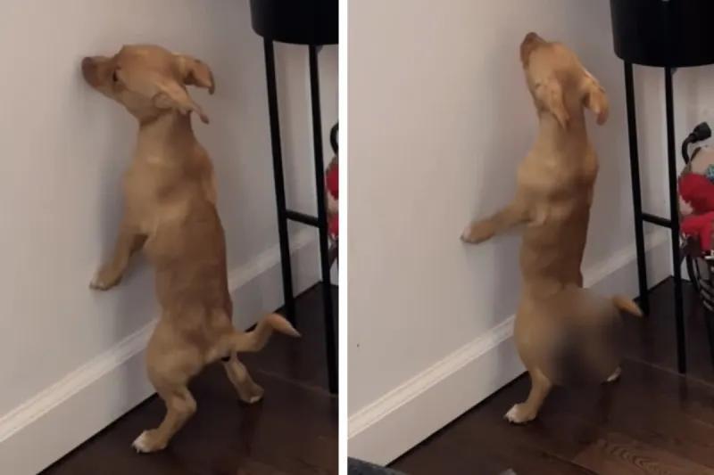 Williamsburg pup’s potty routine has everyone talking