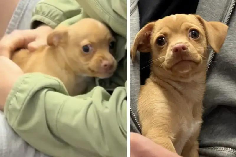 Williamsburg pup’s potty routine has everyone talking