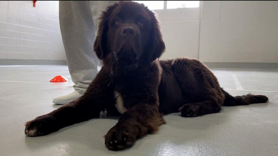 Mac the Sabres pup is changing lives