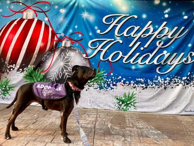 $20 pet adoptions bring holiday cheer to Cleveland