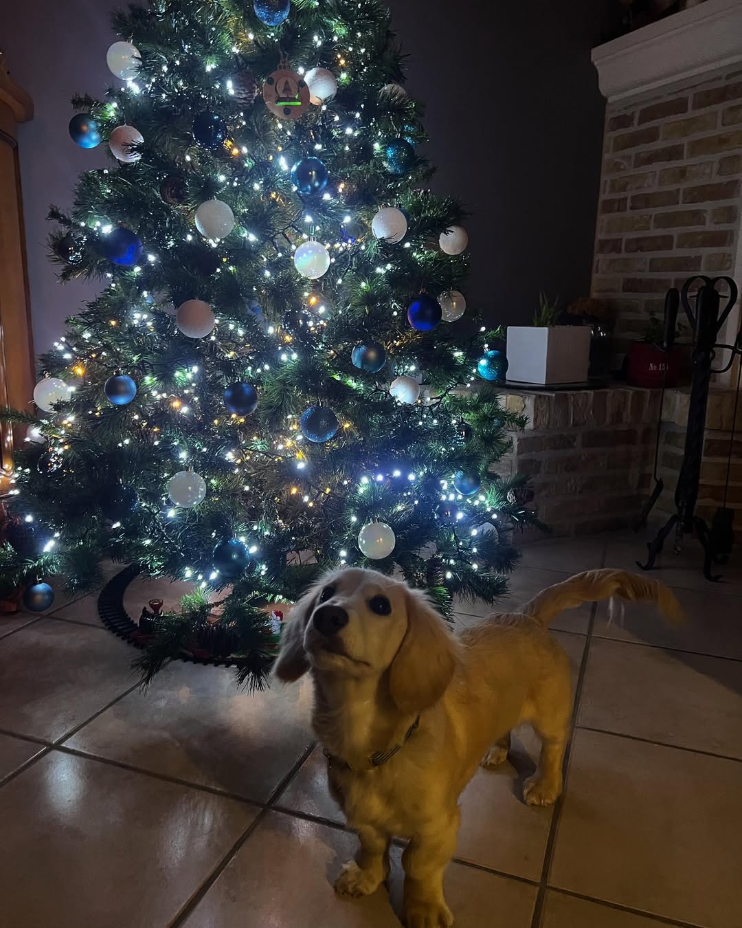 Christmas magic: Teen’s life changes with a puppy
