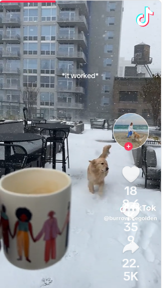 Chicago’s snow brings out the happiest pup