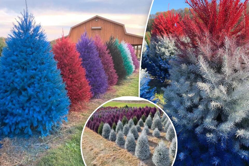 New Jersey’s rainbow Christmas trees spark debate