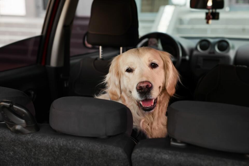 Wally’s birthday Happy Meal adventure