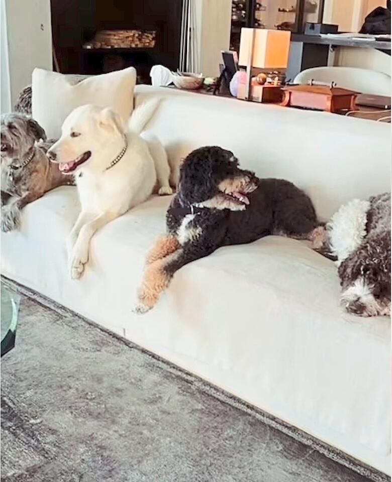 Jennifer Aniston’s NYC move: Her dogs come first