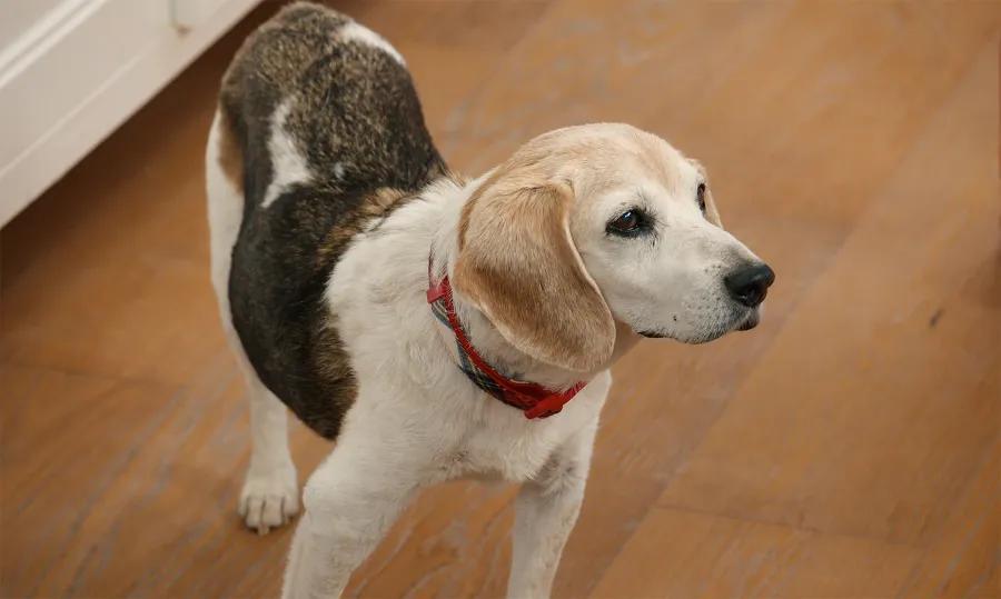 Meghan Markle’s Dog Mystery in Holiday Special