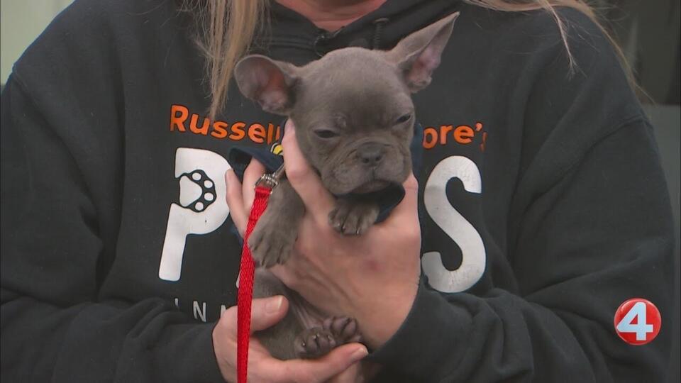 Puppy adoptions brighten up the Falls