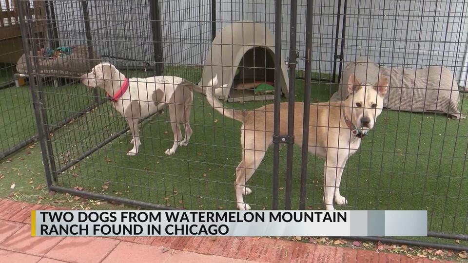 Lost Rio Rancho dogs make epic journey home