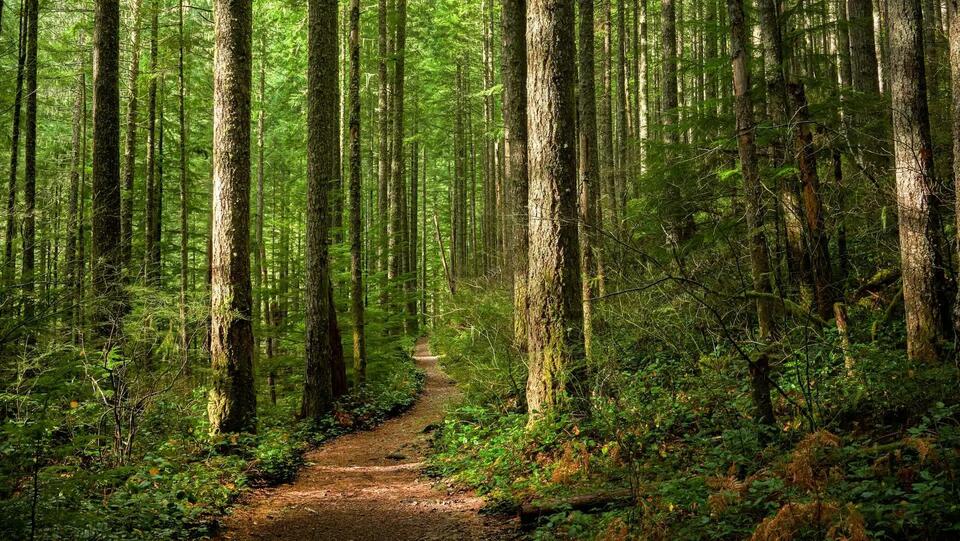 Would You Eat a Pest for Dinner?