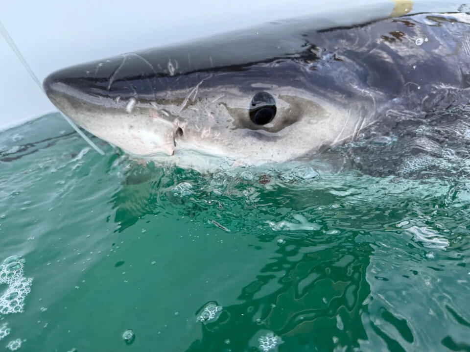 Great white shark Bella heads for Virginia Beach