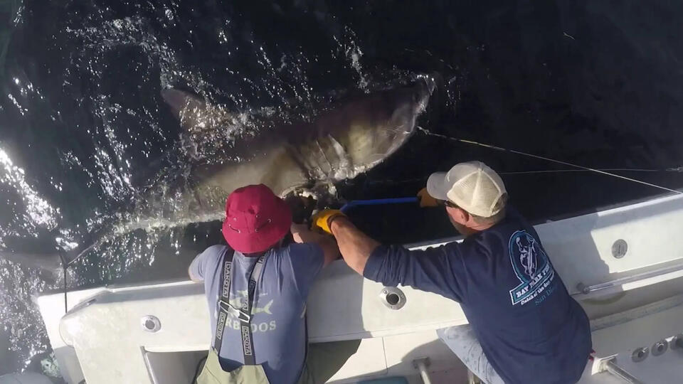 Great white shark Bella heads for Virginia Beach