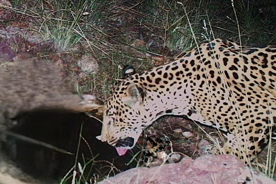 A wild jaguar returns to Arizona!