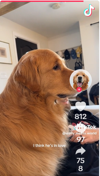 Golden Retriever Falls for TV Dog Crush