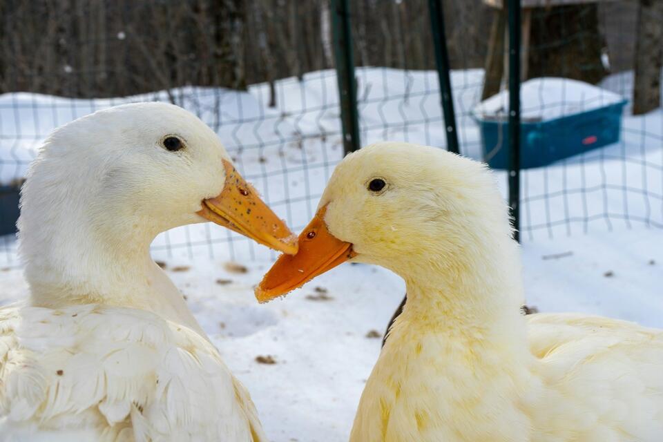 Greens the duck finds love after heartbreak