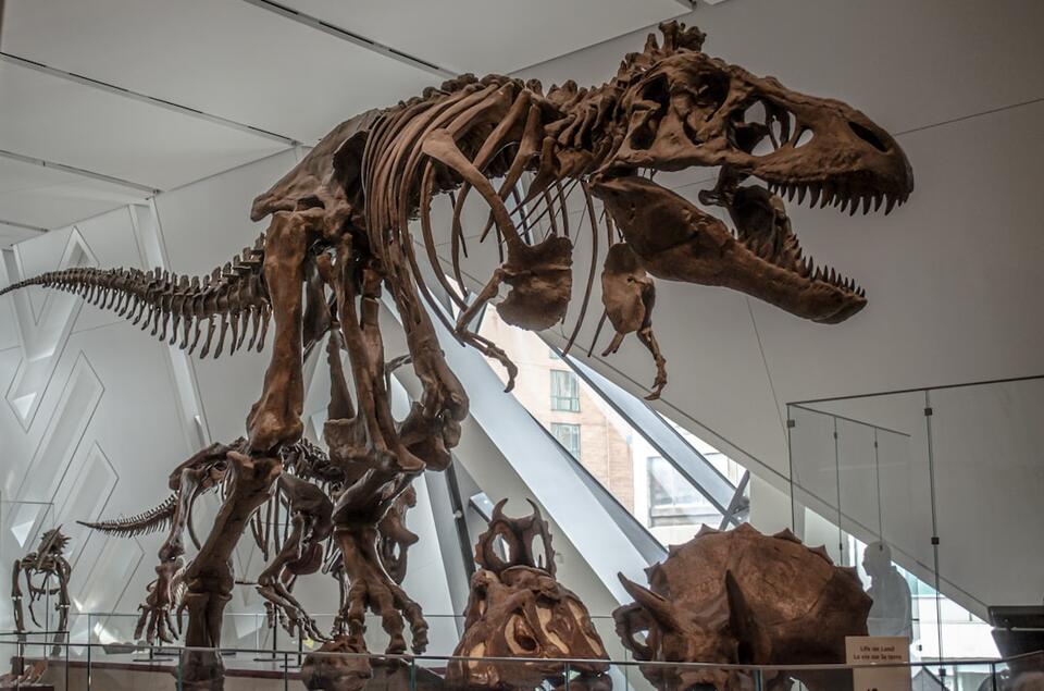 The Lost Dino Bone That Fooled Everyone