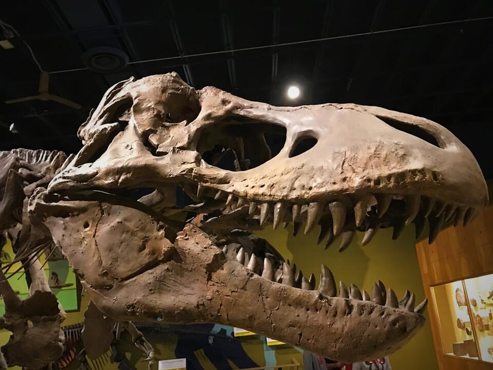 The Lost Dino Bone That Fooled Everyone