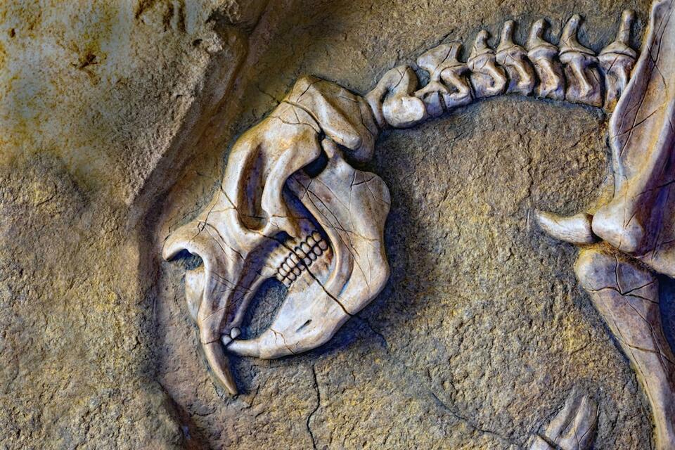 The Lost Dino Bone That Fooled Everyone