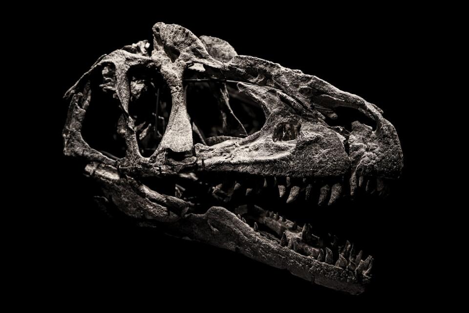 The Lost Dino Bone That Fooled Everyone