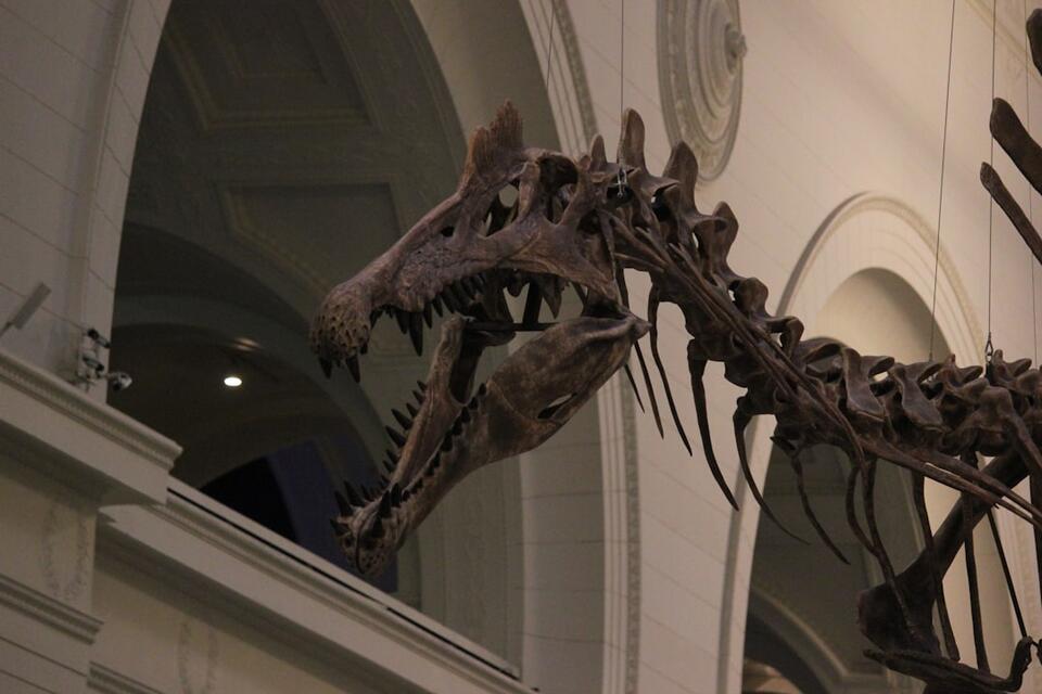 The Lost Dino Bone That Fooled Everyone