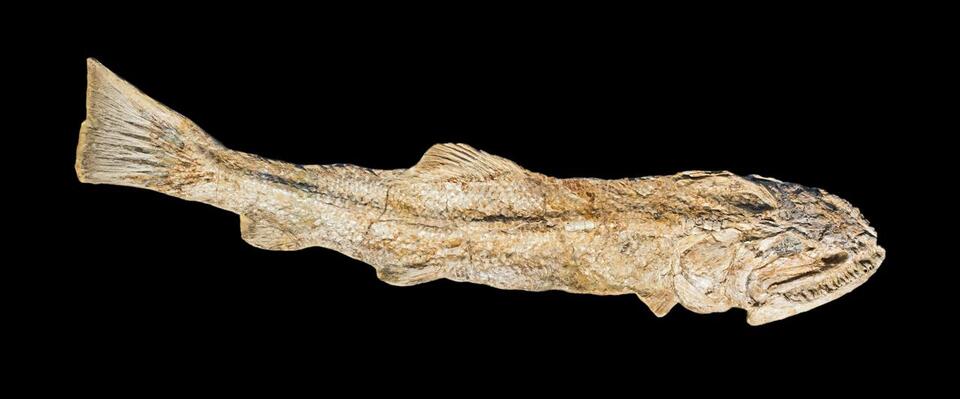 The Lost Dino Bone That Fooled Everyone