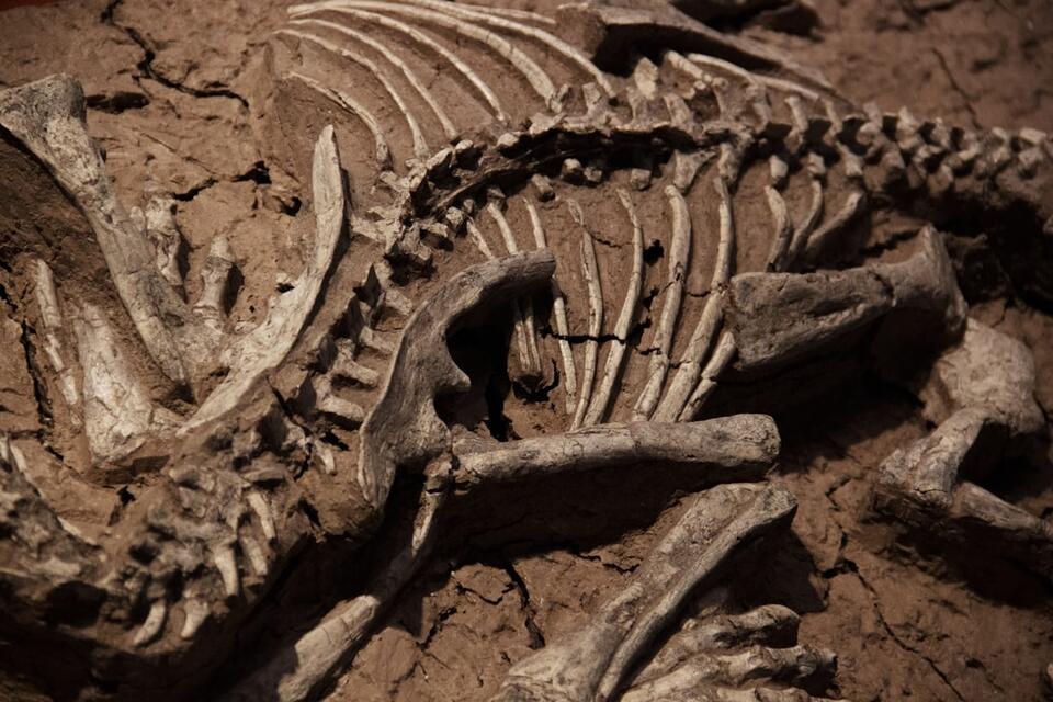 The Lost Dino Bone That Fooled Everyone