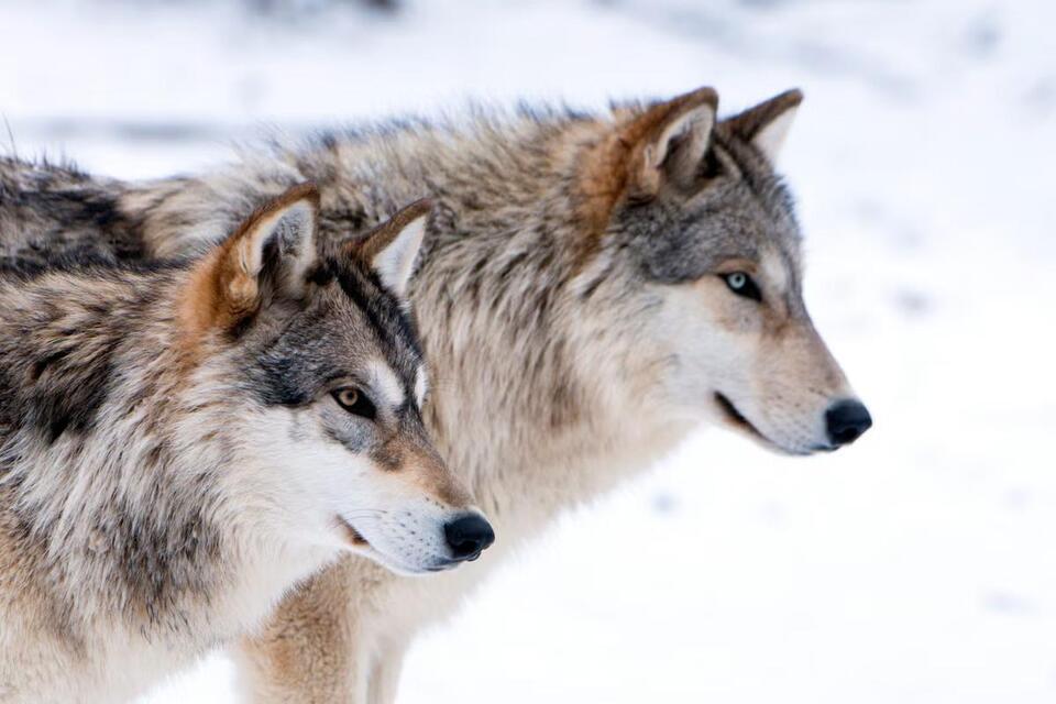 Would You Want Wolves in Your Backyard?