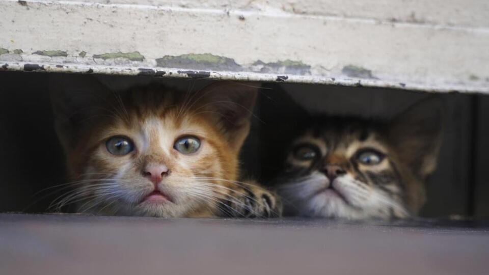 Chicago cats aren’t the rat hunters we thought