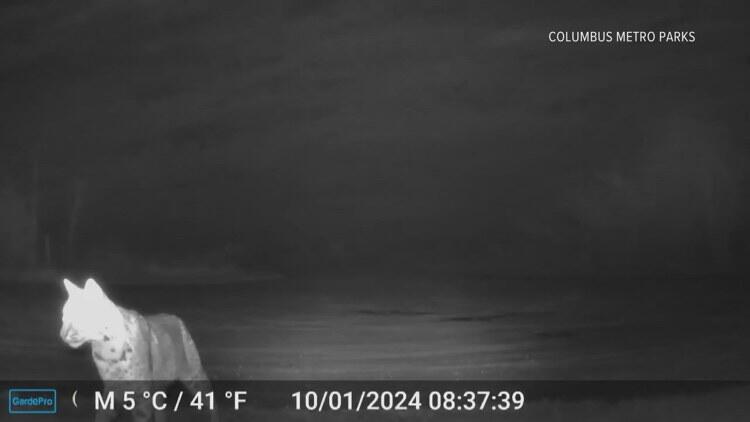 Wild bobcat sighting at Prairie Oaks Park