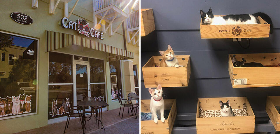 Cat café coming to Frisco: Coffee, cats & community